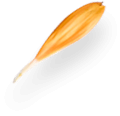 imgpsh_fullsize_anim-5.png fond de fruit et légume pour les pages du site internet de l'AGREC, association de gestion de la restauration scolaire pour les établissements catholique privé dans les Hauts-de-France